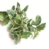 Artificial Variegated Patchouli Leaf Spray 31cm