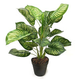 Artificial Variegated Queen of Hearts Plant in Black Pot