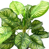Artificial Variegated Queen of Hearts Plant in Black Pot 50cm
