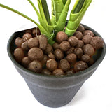 Artificial Variegated Queen of Hearts Plant in Black Pot 50cm