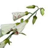 Artificial Foxglove Flower Stem 105cm - Cream