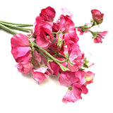 Artificial Sweet Pea Flower Bundle 43cm - Pink