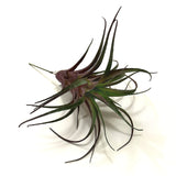 Artificial Tillandsia Air Plant Pick