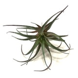 Artificial Tillandsia Air Plant Pick