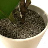 Artificial Ficus Plant in White Pot 63cm