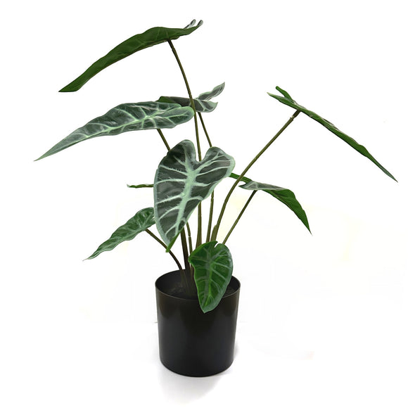 Artificial Aloecasia Plant in Black Plastic Pot