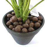 Artificial Queen of Hearts Plant in Black Pot 50cm