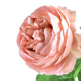 Artificial Peony Peach Pink Flower Stem 38cm