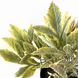 Artificial Sage Bush in Black Pot