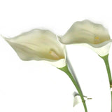 Artificial Calla Lily Cream Flower Stem 62cm