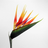Artificial Bird of Paradise Flower Stem 90cm