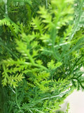 Artificial Cypress Bush With Two Tone Green Foliage - 53cm
