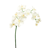 Artificial Ivory Phalaenopsis Orchid 94cm With 12 Flowers